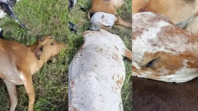 vacas-morreram-em-fazenda-na-cidade-de-alagoinhas-3102629-article