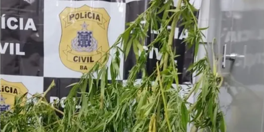 Homem-acusado-de-estupro-e-preso-em-Amargosa-e-policia-encontra-arma-e-plantacao-de-maconha